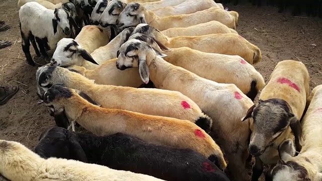 gudur sheep market