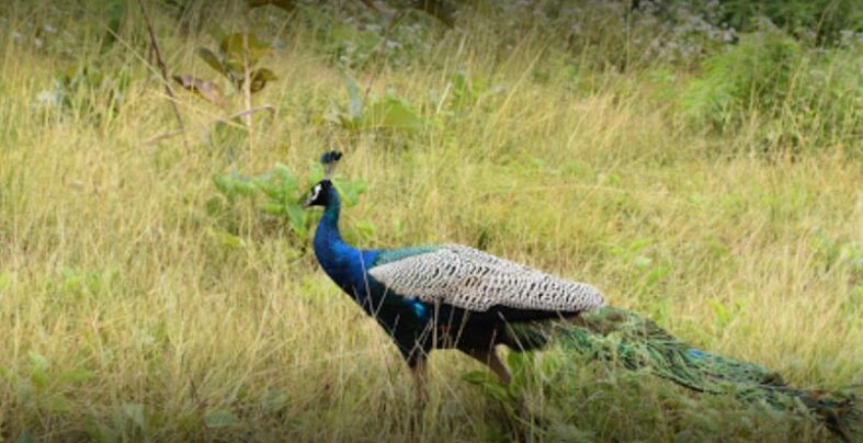 Mudumalai National Park | Mudumalai Tiger Reserve | Location | Rooms ...