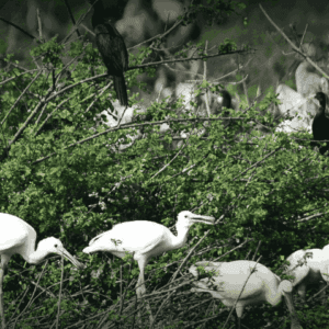 Nelapattu Bird Sanctuary