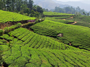 tata tea museum munnar