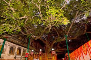 mahabodhi-temple-bodhi-tree